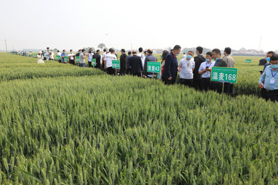 河南温县举办第三届小麦种子产业博览会 力争打造黄淮海麦区小麦种业“硅谷”